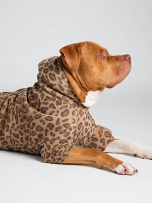 Brown Leopard / Kash