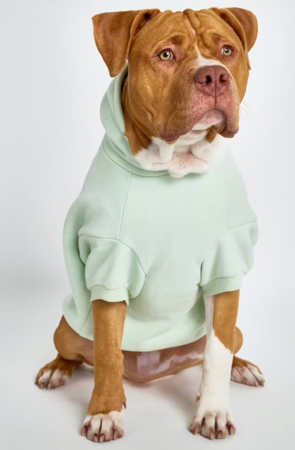 Pets